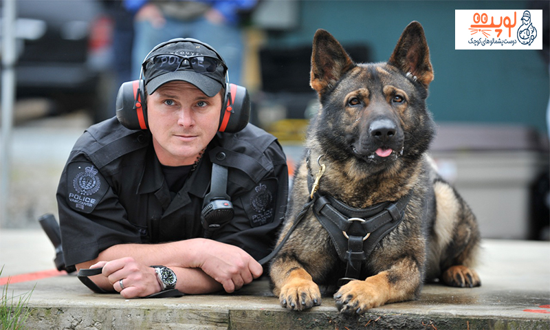 فروش سگ های بادیگارد